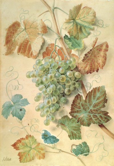 Uvas blancas de James Sillett